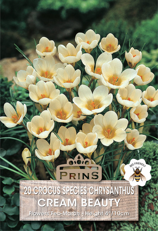 Prins Crocus Species Chrysanthus Cream Beauty 20 Pack Bulbs