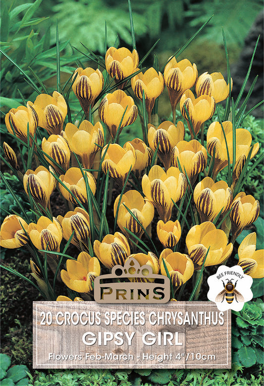 Prins Crocus Species Crysanthus Gipsy Girl 20 Pack Bulbs
