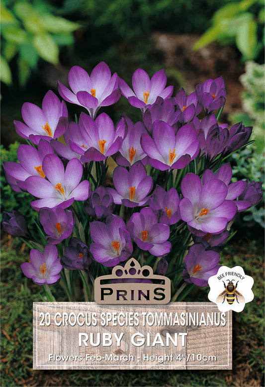 Prins Crocus Species Tommasinianus Ruby Giant 20 Pack Bulbs
