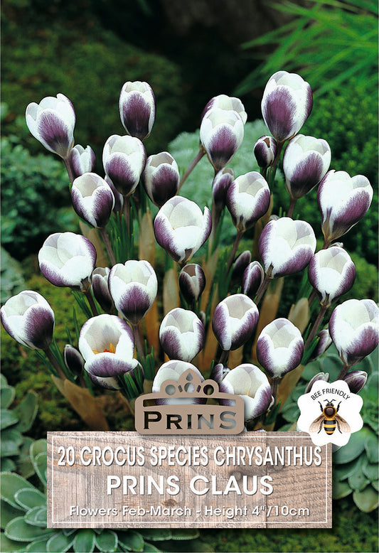 Prins Crocus Species Crysanthus Prins Claus 20 Pack Bulbs