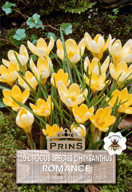 Yellow crocus flowers with a 'Prins' brand label on a green background