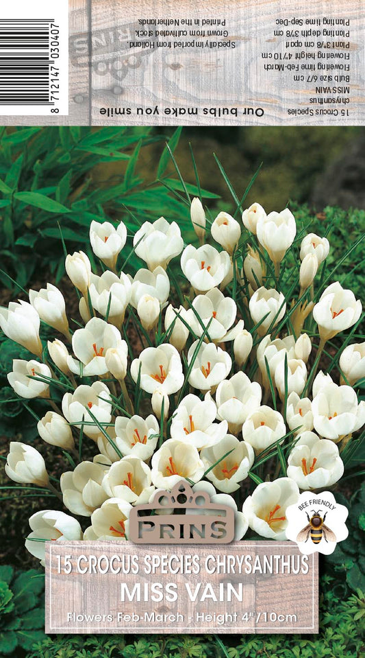 Prins Crocus Species Crysanthus Miss Vain 20 Pack Bulbs
