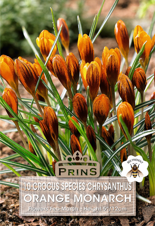 Prins Crocus Species Crysanthus Orange Monarch 10 Pack Bulbs