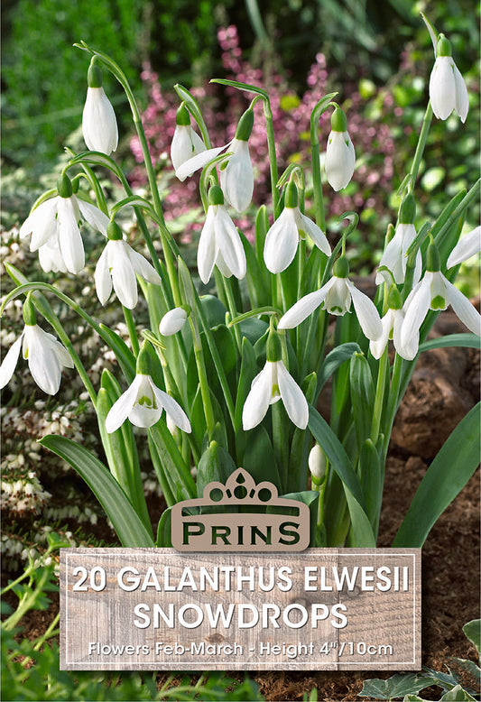 Prins Galanthus Elwesii Snowdrops 20 Pack Bulbs