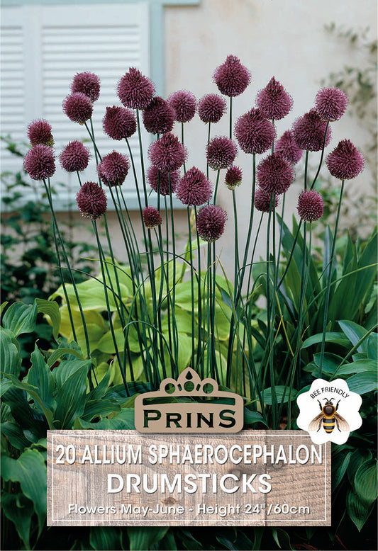 Prins Allium Sphaerocephalon Drumsticks 20 Pack Bulbs