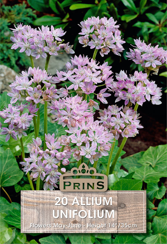 Prins Allium Unifolium 20 Pack Bulbs