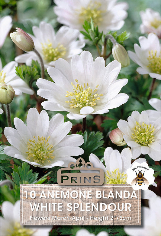Prins Anemone Blanda White Splendour 10 Pack Bulbs