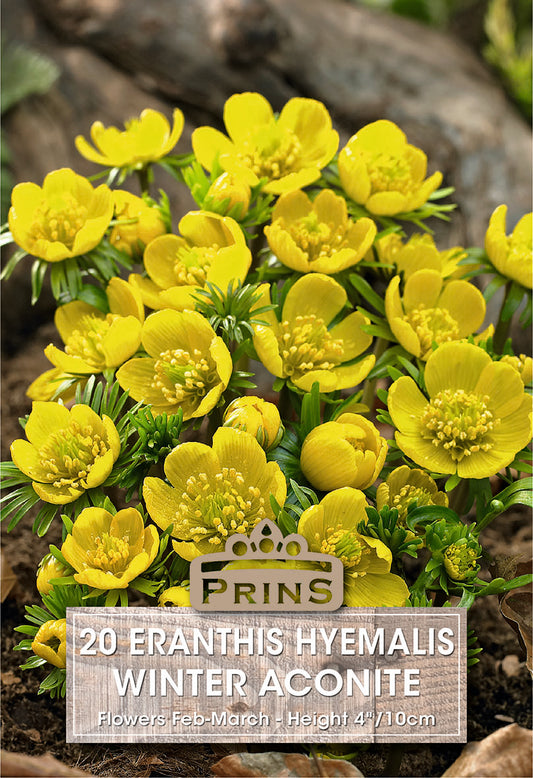 Prins Eranthis Hyemalis Winter Aconite 20 Pack Bulbs