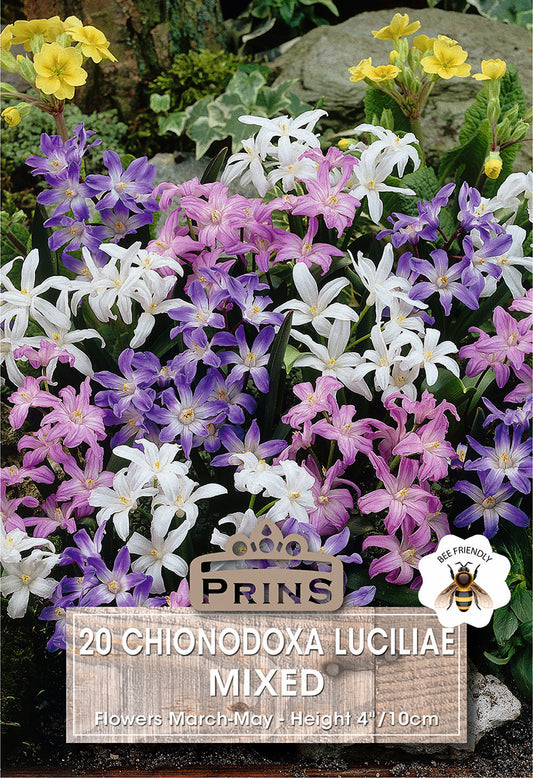 Prins Chionodoxa Luciliae Mixed 20 Pack Bulbs
