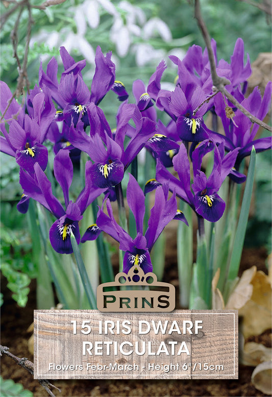Prins Iris Dwarf Reticulata 15 Pack Bulbs
