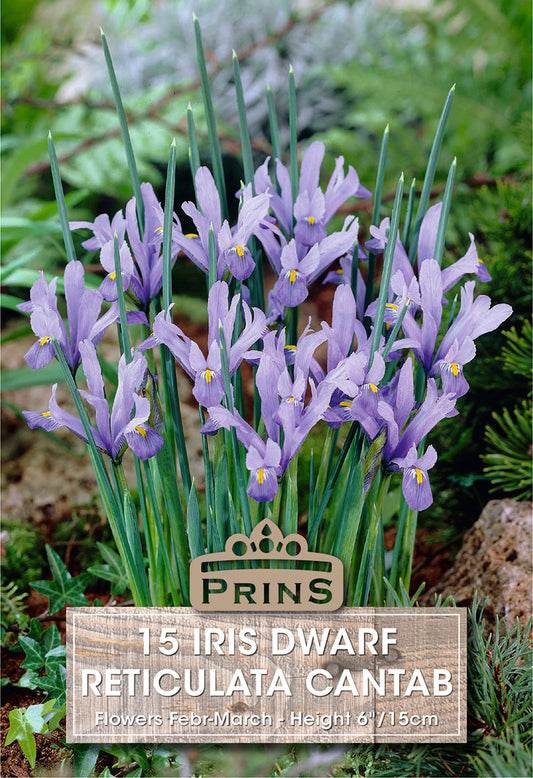 Prins Iris Dwarf Reticulata Cantab 15 Pack Bulbs