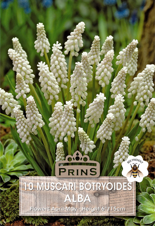 Prins Muscari Botryoides Alba 10 Pack Bulbs