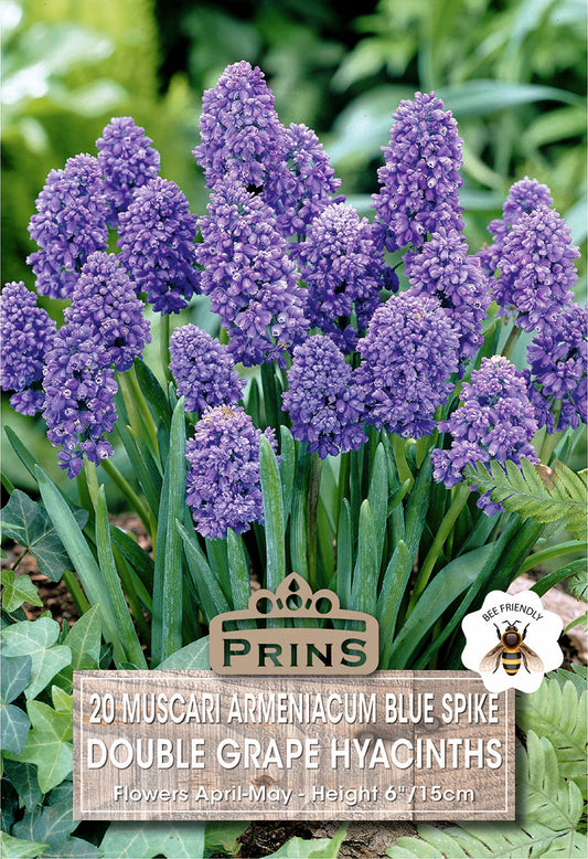 Prins Muscari Armeniacum Blue Spike Double Grape Hyacinths 20 Pack Bulbs