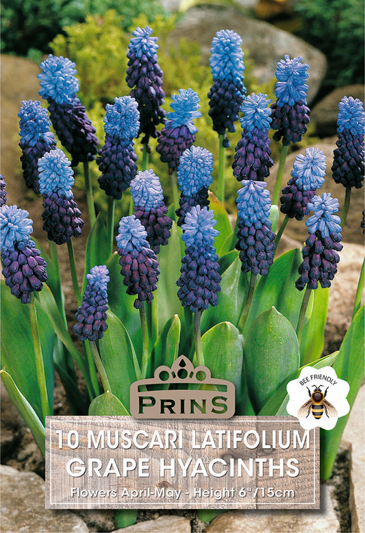 Prins Muscari Latifolium Grape Hyacinths 10 Pack Bulbs