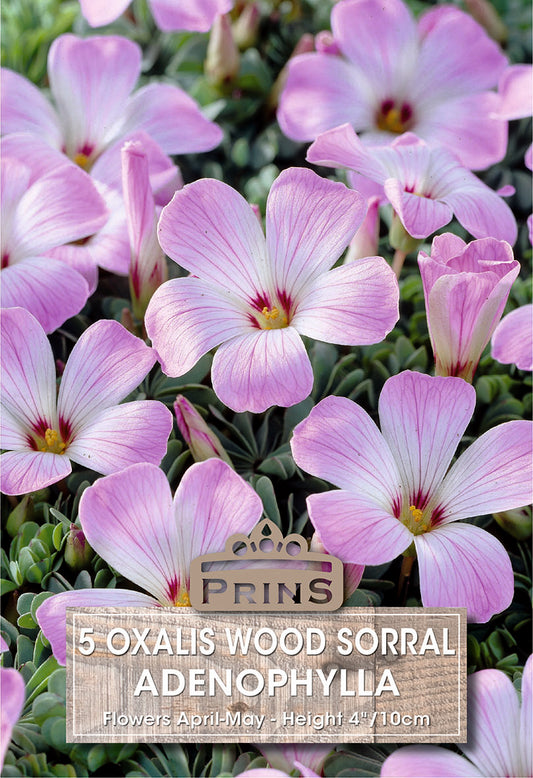 Purple flowers with a Prins label in the center