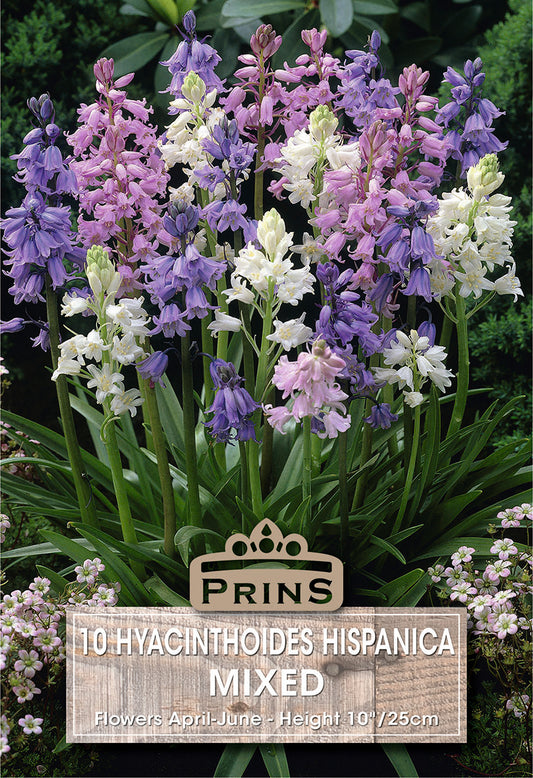 Prins Hyacinthoides Hispanica Mixed 10 Pack Bulbs