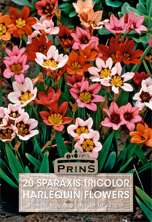 Colorful sparaxis tricolor harlequin flowers with a Prins label on a dark background