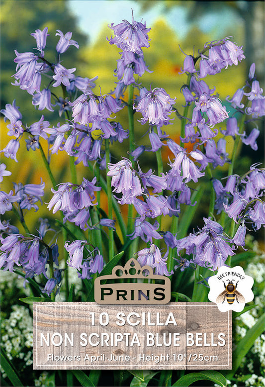 Prins Scilla Non Scripta Blue Bells 10 Pack Bulbs