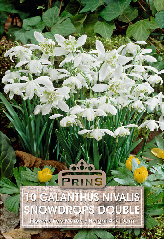 Prins Galanthus Nivalis Snowdrops Double 10 Pack Bulbs