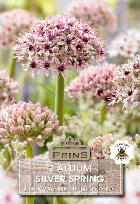 Prins Allium Silver Spring 2 Pack Bulbs