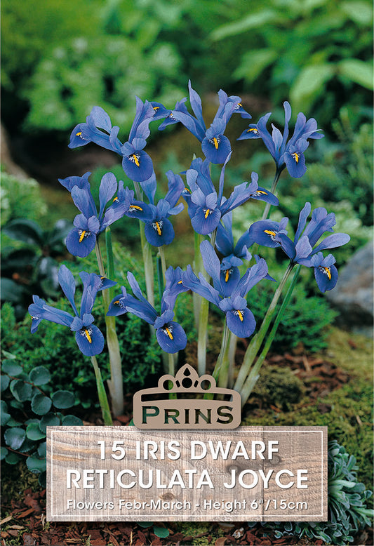 Prins Iris Dwarf Reticulata Joyce 15 Pack Bulbs