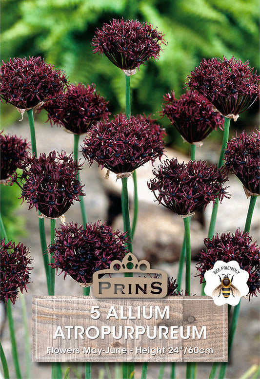 Prins Allium Atropurpureum 5 Pack Bulbs
