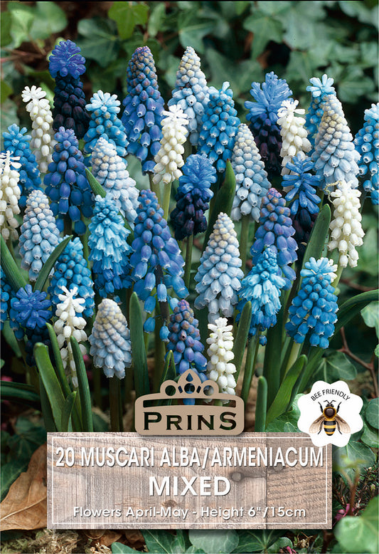 Prins Muscari Alba/Armeniacum Mixed 20 Pack Bulbs