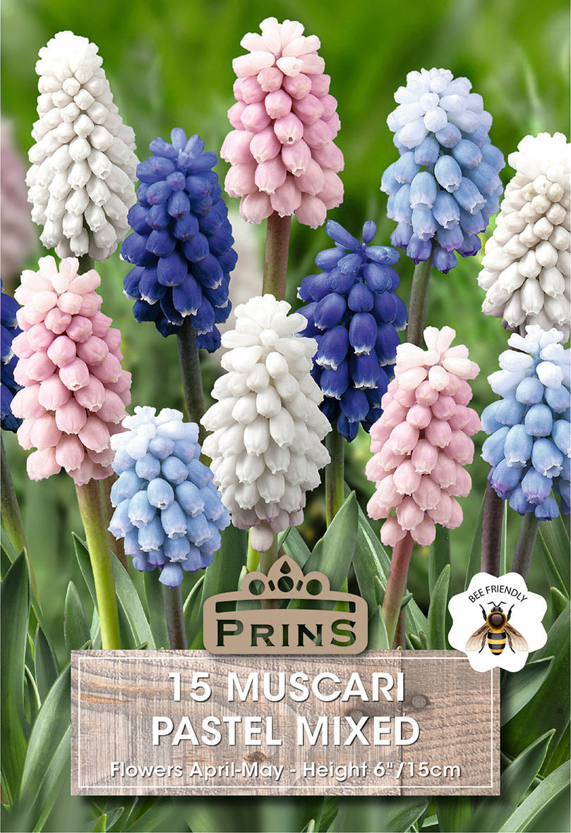 Colorful Muscari flowers with a Prins seed packet label on a green background