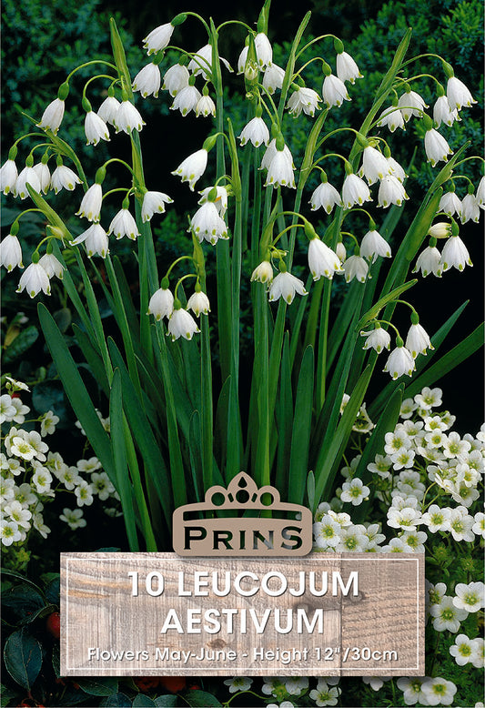 Prins Leucojum Aestivum 10 Pack Bulbs