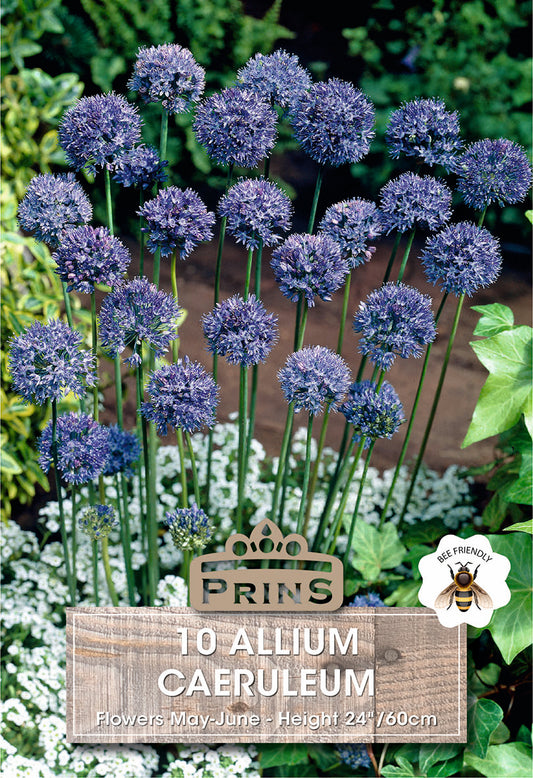 Prins Allium Caeruleum 10 Pack Bulbs