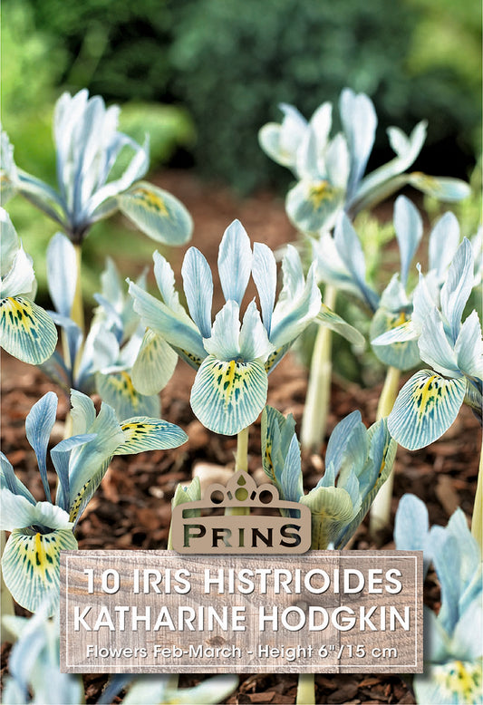 Prins Iris Histrioides Katharine Hodgkin 10 Pack Bulbs