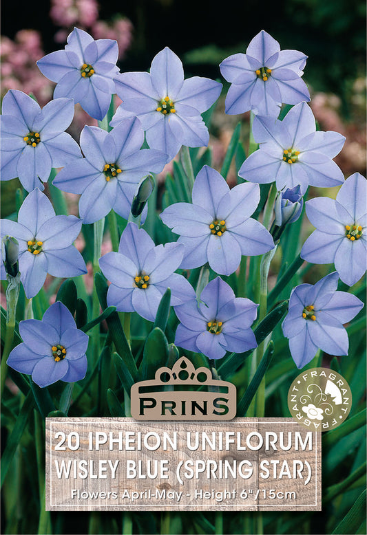 Prins Ipheion Uniflorum Wisley Blue (Spring Star) 20 Pack Bulbs