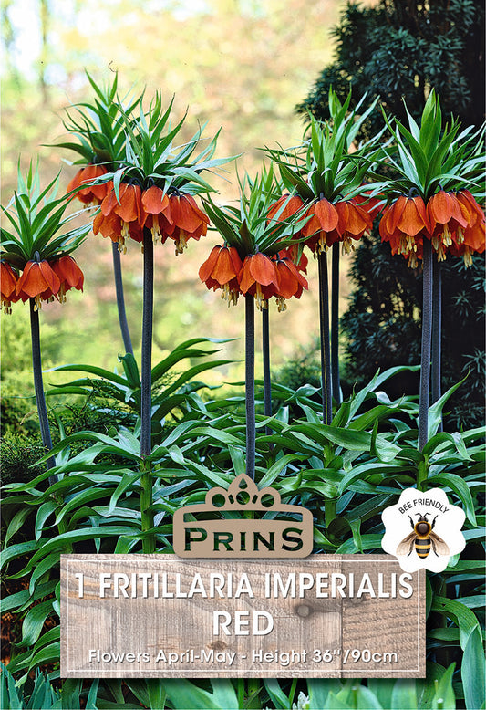 Prins Fritillaria Imperialis Red 1 Pack Bulbs