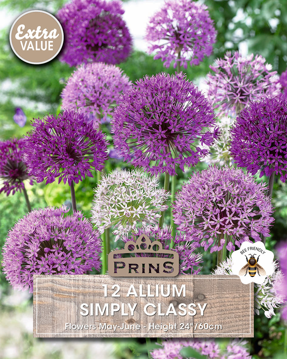 Purple allium flowers with a 'Prins' label in a garden setting