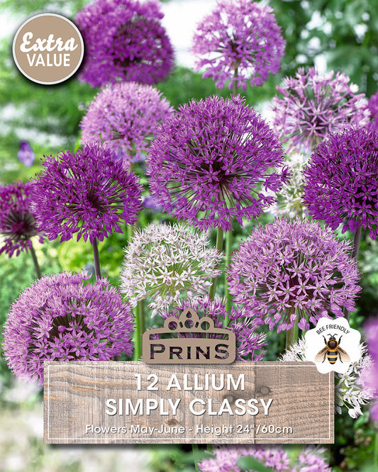 Prins Allium Simply Classy 12 Pack Bulbs