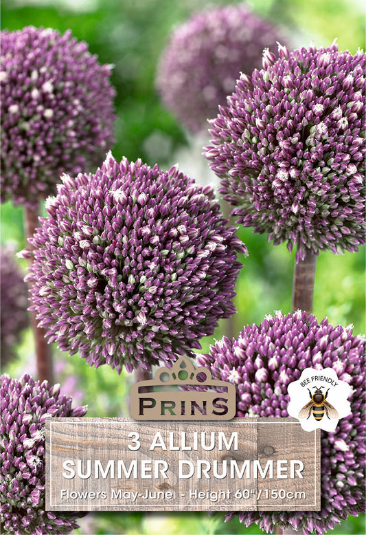 Prins Allium Summer Drummer 3 Pack Bulbs