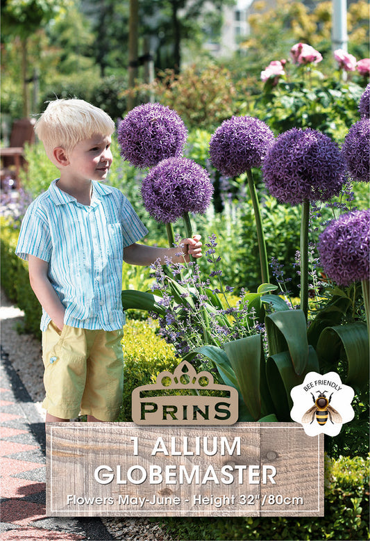 Prins Allium Globemaster 1 Pack Bulb