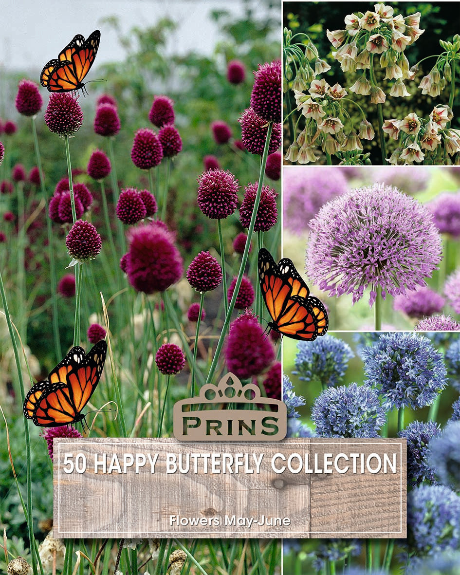 Prins Happy Butterfly Collection 50 Pack Bulbs