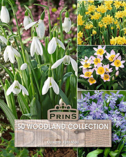 Prins Woodland Collection 50 Pack Bulbs