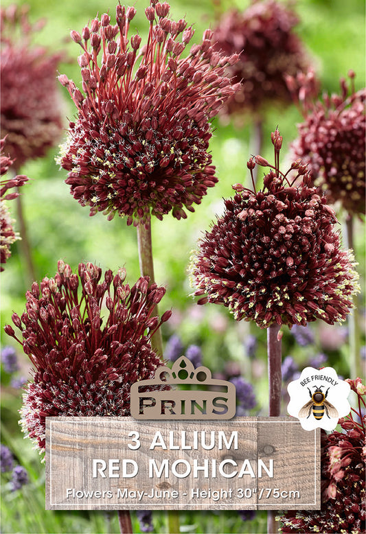 Purple Allium flowers with a Prins label on a green background