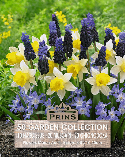 Flower package with blue and yellow flowers labeled 'Prins' on a green background