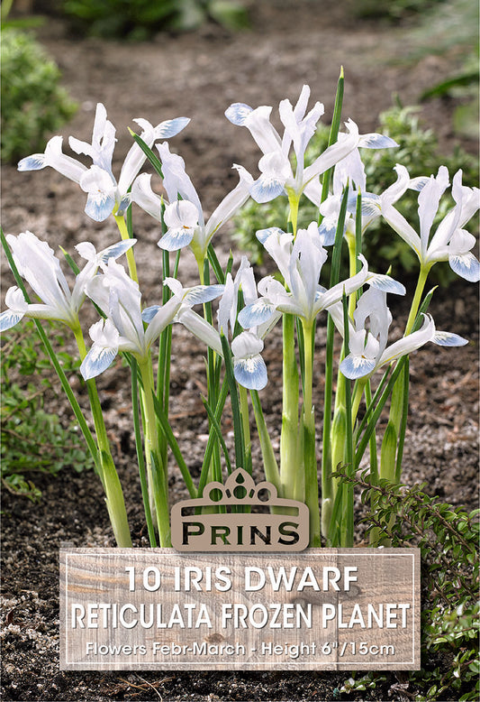 White iris flowers with a 'Prins' brand label in the foreground