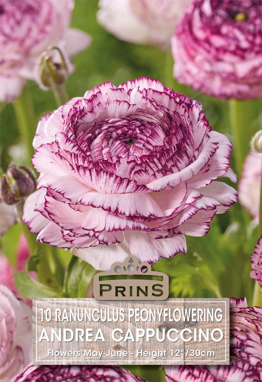 Close-up of a ranunculus flower with purple and white stripes, branded 'Prins'.