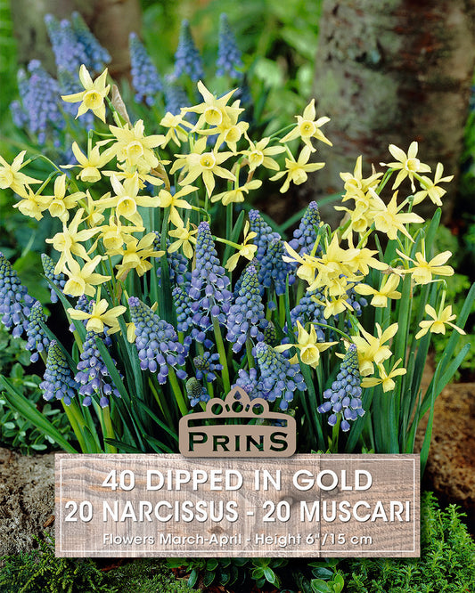 Prins Dipped In Gold 20 Narcissus + 20 Muscari 40 Pack Bulbs