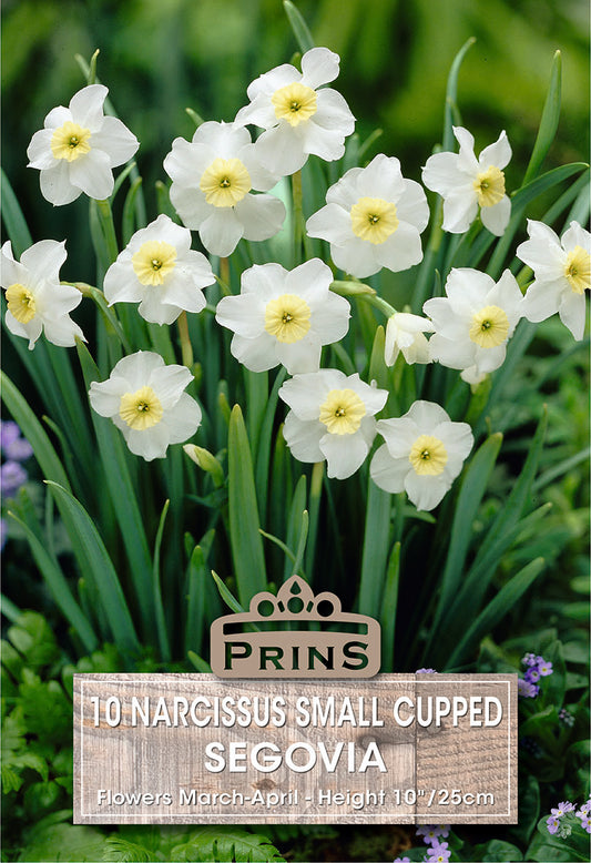 Prins Narcissus Small Cupped Segovia 10 Pack Bulbs