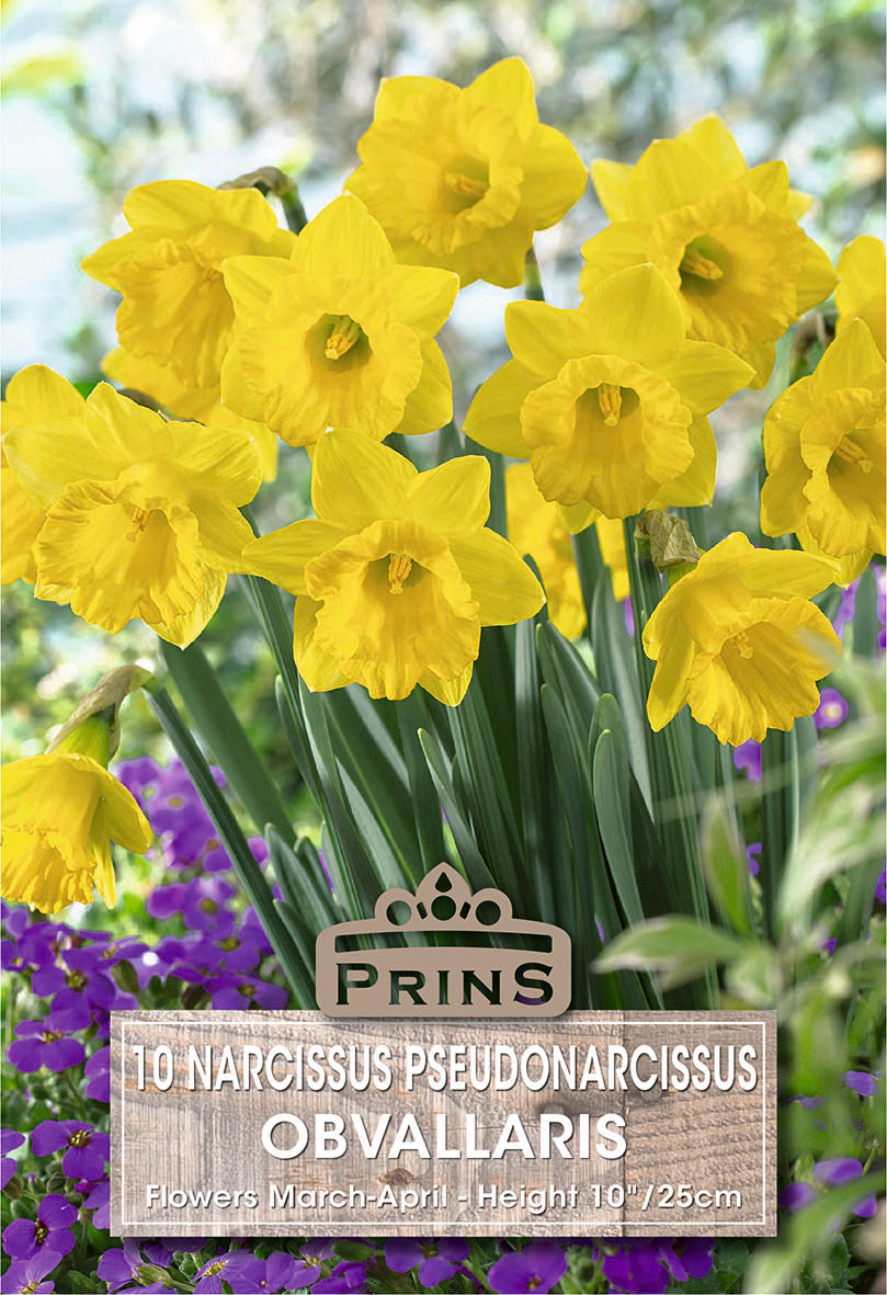 Bouquet of yellow daffodils with a Prins label in a garden setting