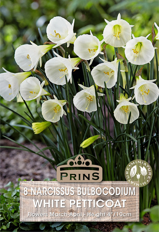 Prins Narcissus Bulbocodium White Petticoat 8 Pack Bulbs