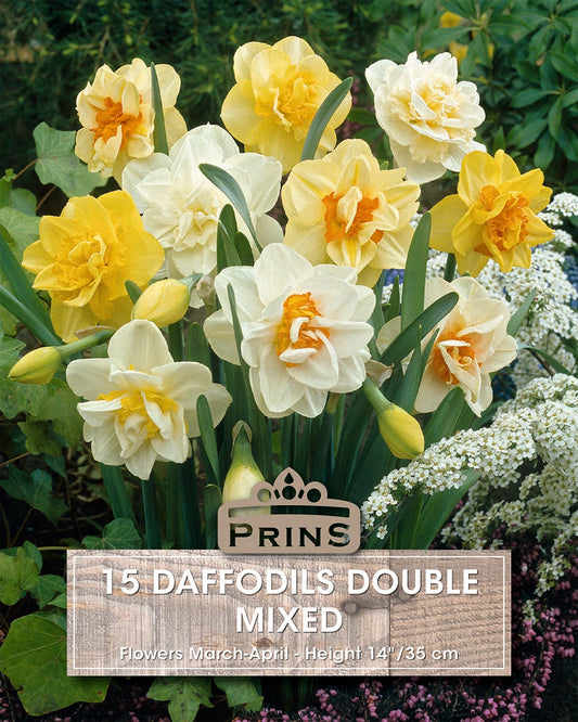 Prins Daffodils Double Mixed 15 Pack Bulbs