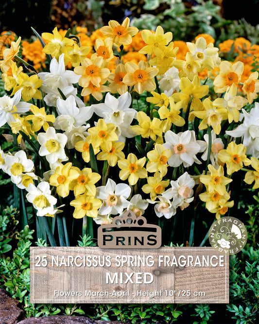 Prins Narcissus Spring Fragrance Mixed 25 Pack Bulbs