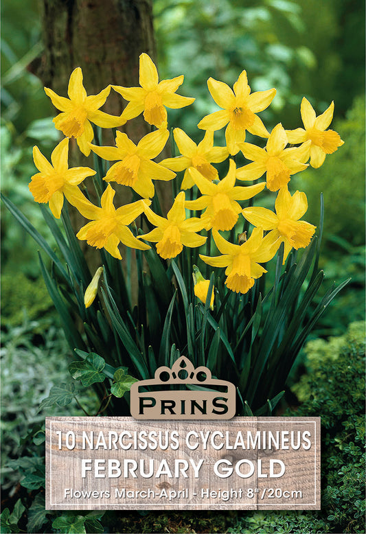 Prins Narcissus Cyclamineus February Gold 10 Pack Bulbs